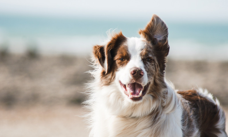 Qualidog-zertifizierter hundefreundlicher Campingplatz Sunêlia
