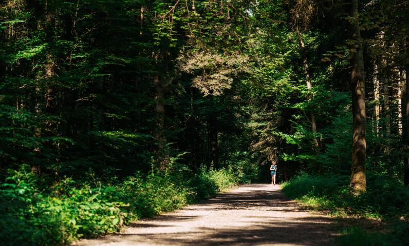 Sentier forestier au cœur d'une forêt vosgienne entourée de feuillus et de végétation