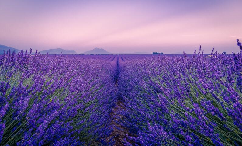 Campo de lavanda en flor en la campiña provenzal