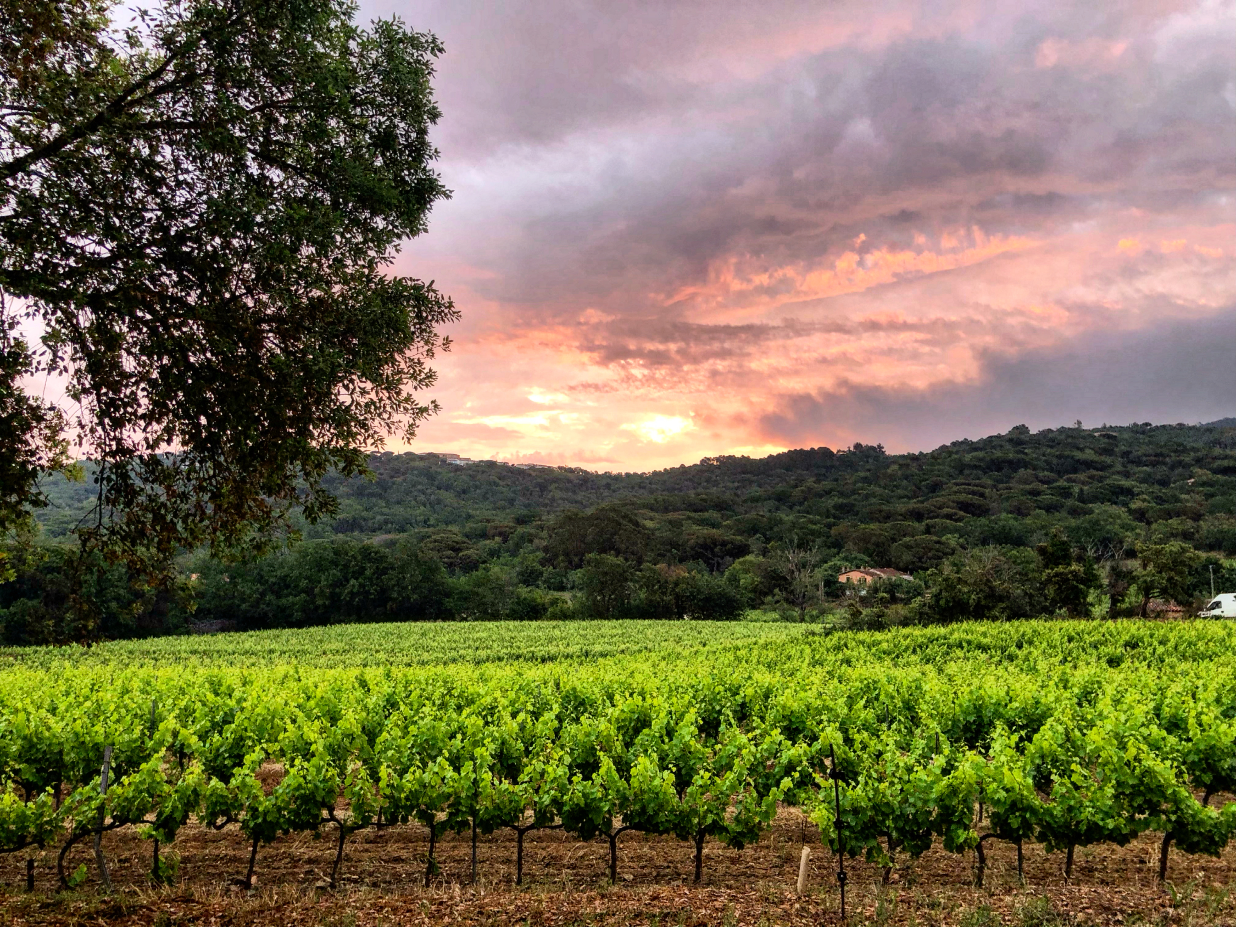 Domaine de verdagne (5).jpg