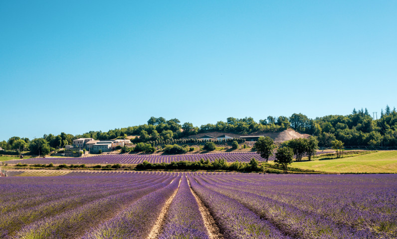 Des champs de lavande s’étendent autour de Volonne, en Provence.