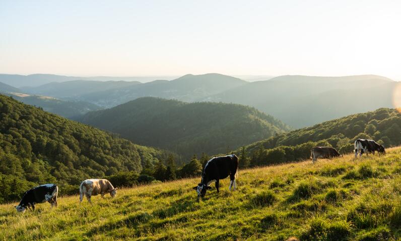 Vista panoramica sulle montagne dei Vosgi, sulle foreste e sulle valli