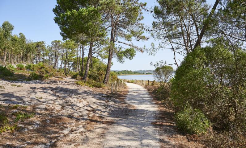 Bospad langs een waterpoel op het Ile d'Oléron