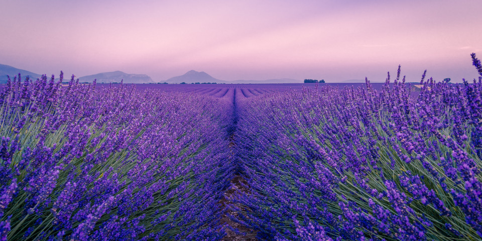 Een bloeiend lavendelveld op het Provençaalse platteland